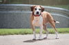 adoptable Dog in Boston, KY named Hansel