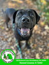 adoptable Dog in  named Dusty