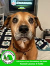 adoptable Dog in stroudsburg, PA named Sonny