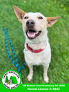 adoptable Dog in  named Elsa