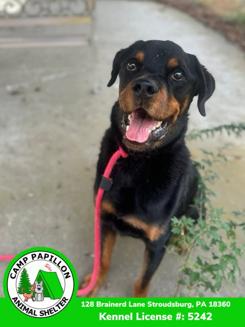 picture of the dog needing adoption