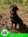adoptable Dog in stroudsburg, PA named Pickles