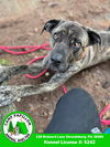 adoptable Dog in stroudsburg, PA named Rocky