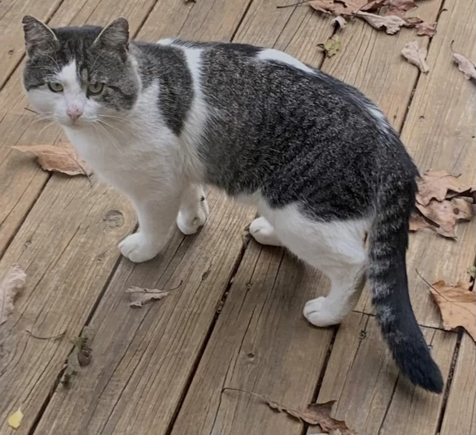 adoptable Cat in Stroudsburg, PA named Brick