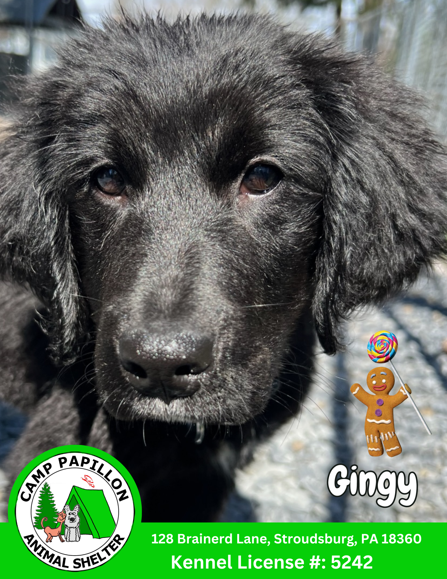 adoptable Dog in Stroudsburg, PA named Gingy