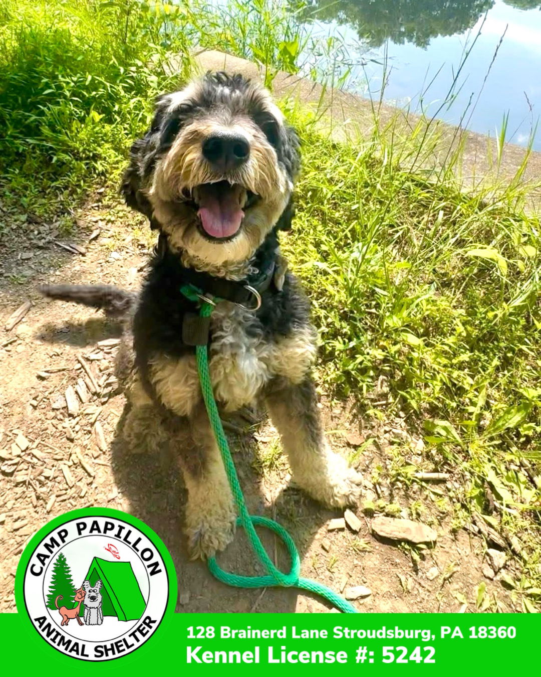adoptable Dog in Stroudsburg, PA named Winston