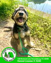 adoptable Dog in stroudsburg, PA named Winston