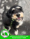 Winston - Photo 1