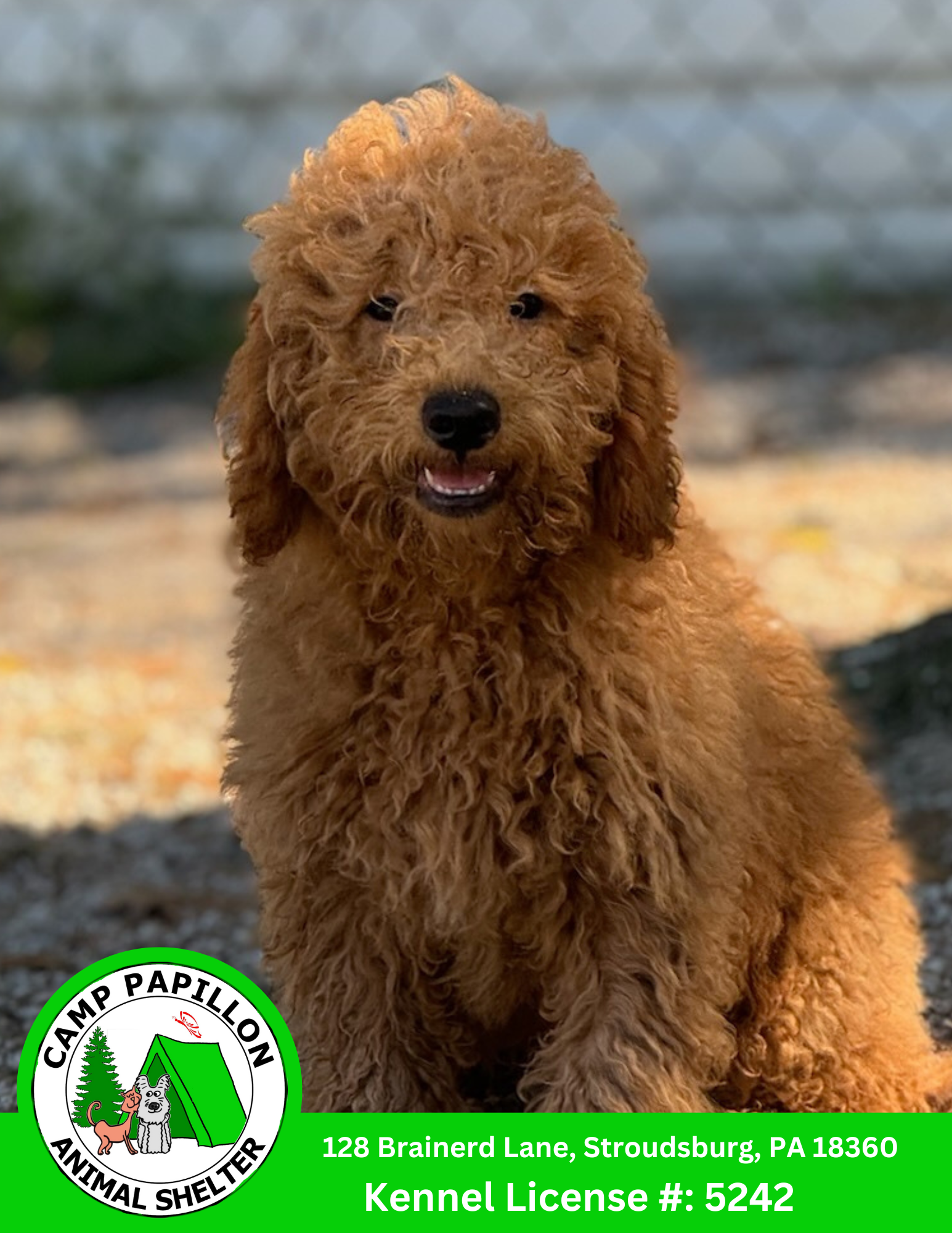 adoptable Dog in Stroudsburg, PA named Ziggy