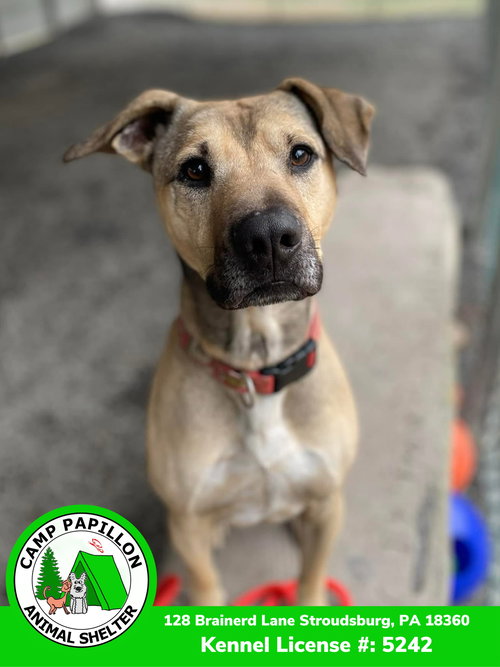 picture of the dog needing adoption