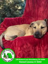 Dante - Photo 6