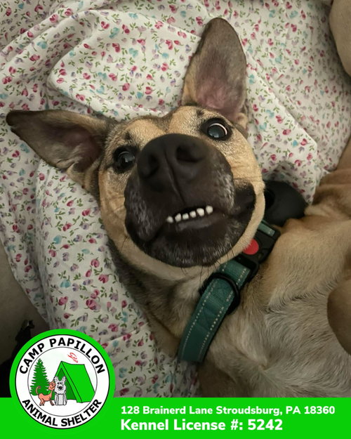 picture of the dog needing adoption