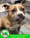 adoptable Dog in  named Karamel
