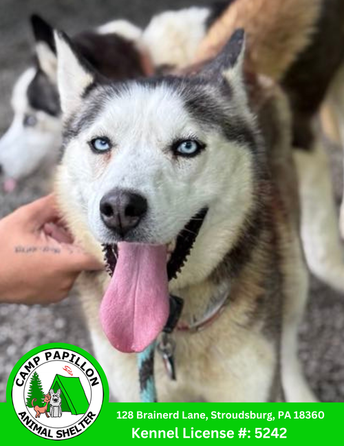 picture of the dog needing adoption
