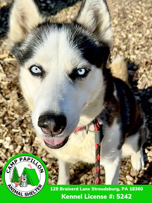 picture of the dog needing adoption