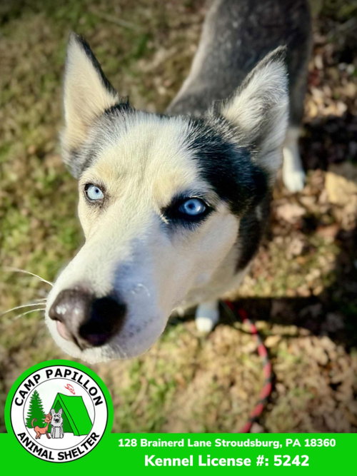JUDY - Husky available for adoption