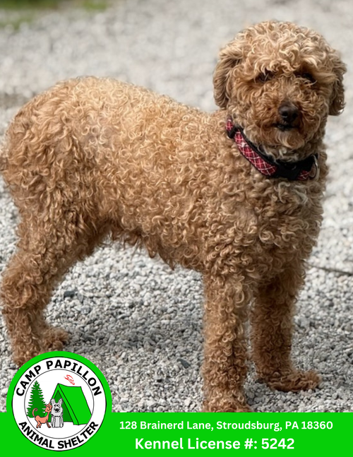 picture of the dog needing adoption