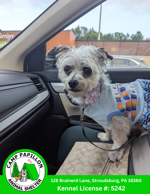 picture of the dog needing adoption