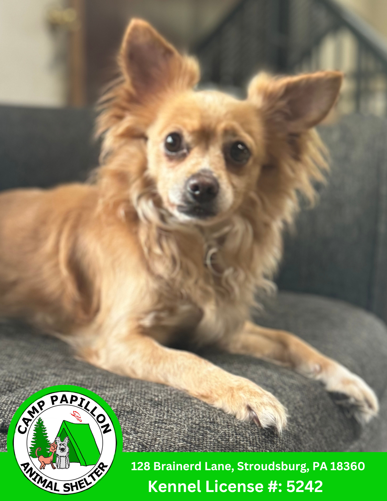 adoptable Dog in Stroudsburg, PA named Chickee