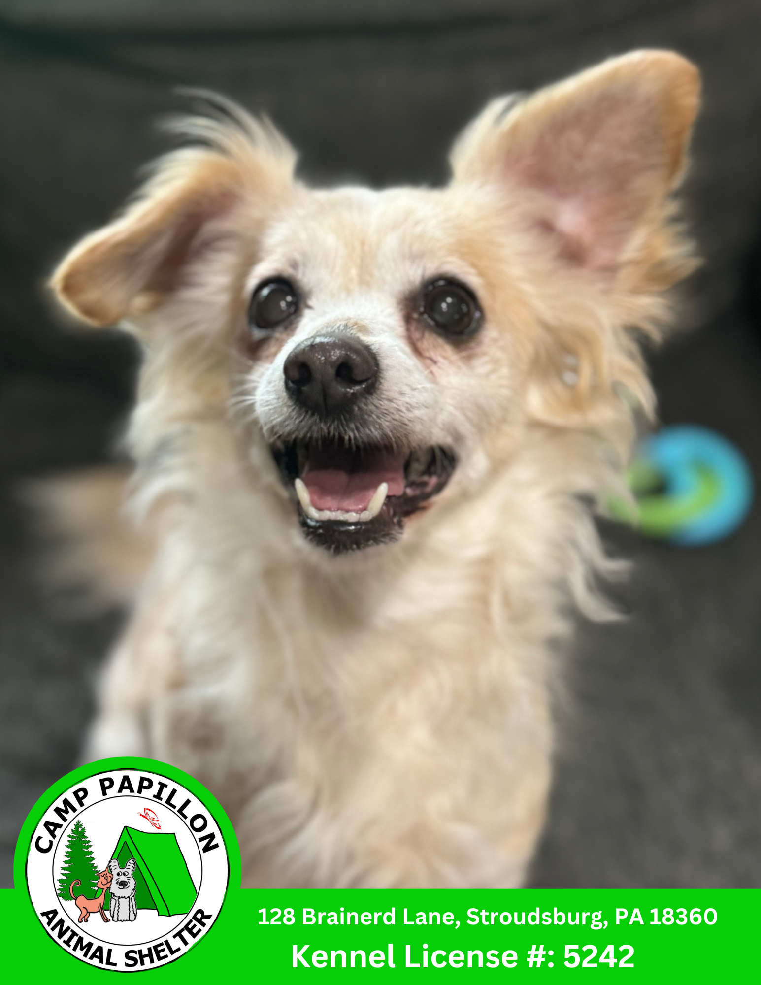 adoptable Dog in Stroudsburg, PA named Chili