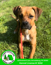 adoptable Dog in  named Ziggy