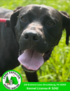 adoptable Dog in  named Marley