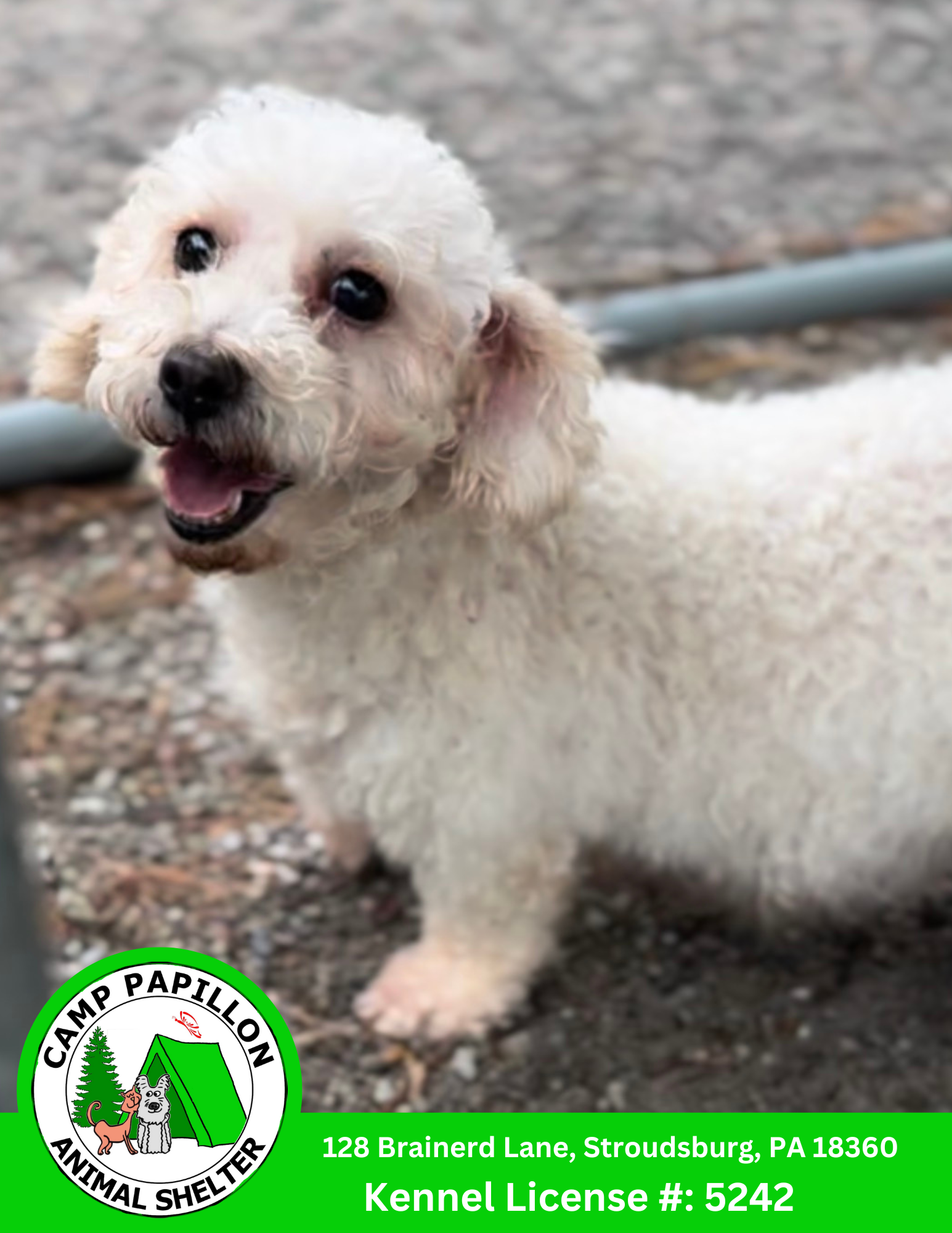 adoptable Dog in Stroudsburg, PA named Crunchwrap Supreme