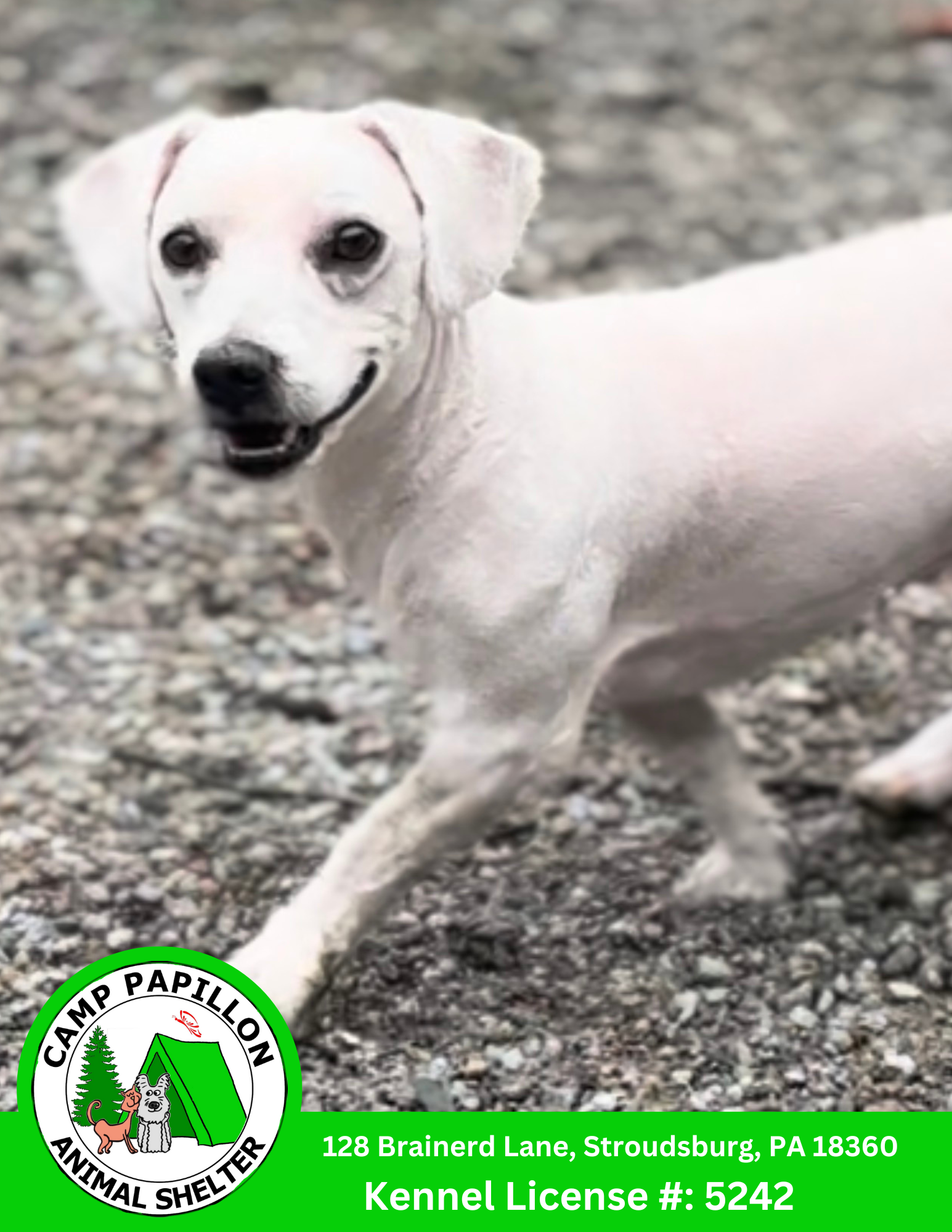 adoptable Dog in Stroudsburg, PA named Pee Wee