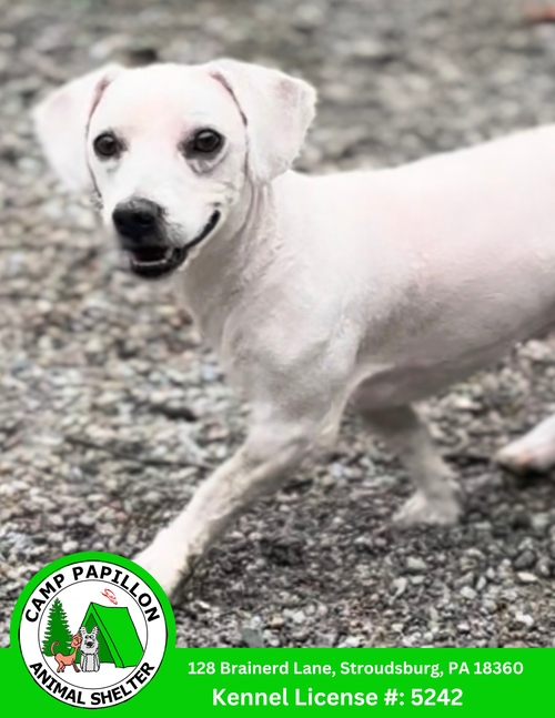 picture of the dog needing adoption