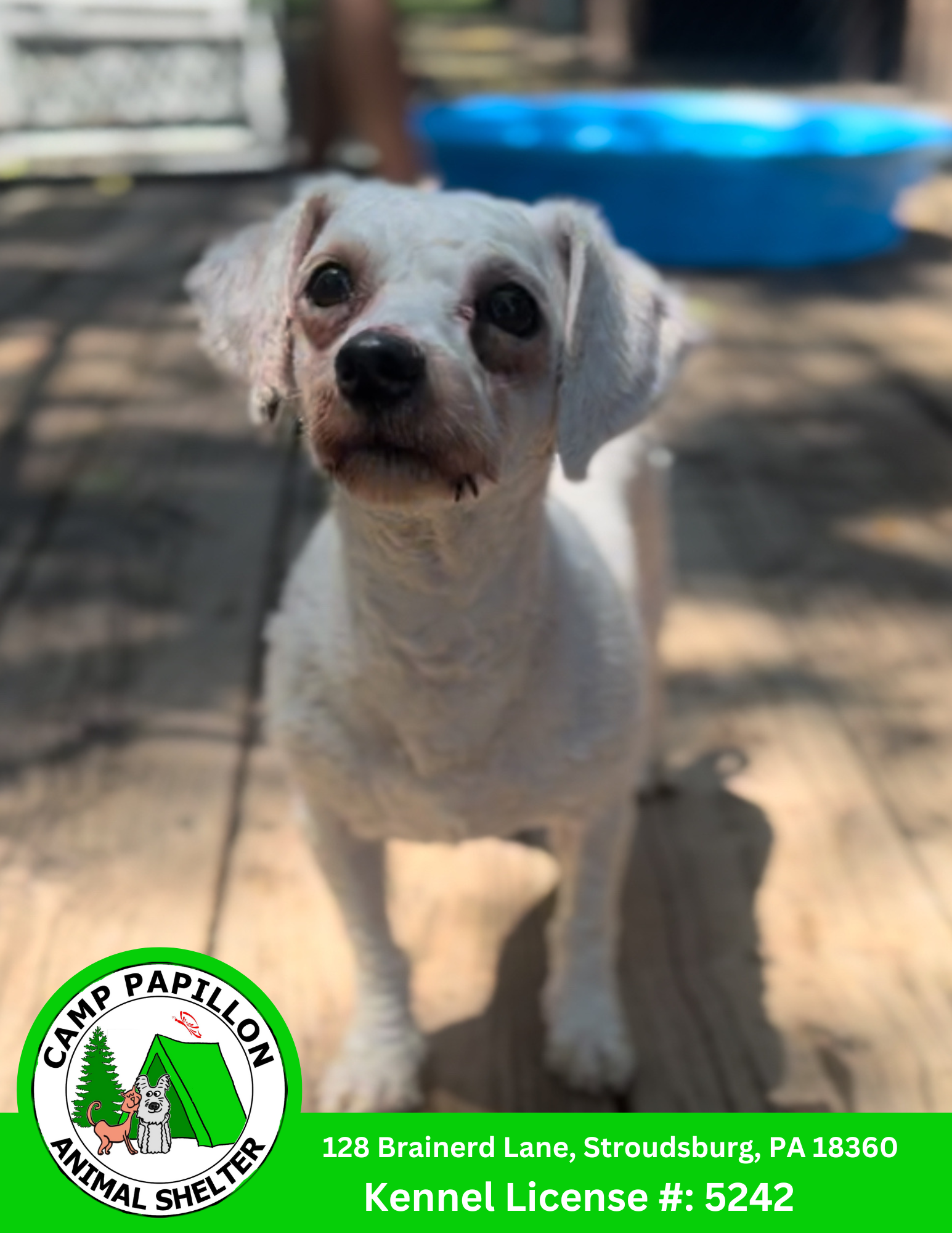 adoptable Dog in Stroudsburg, PA named Rose