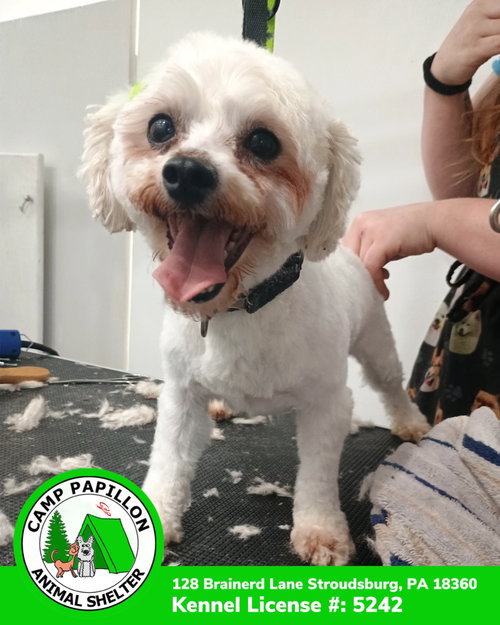 picture of the dog needing adoption
