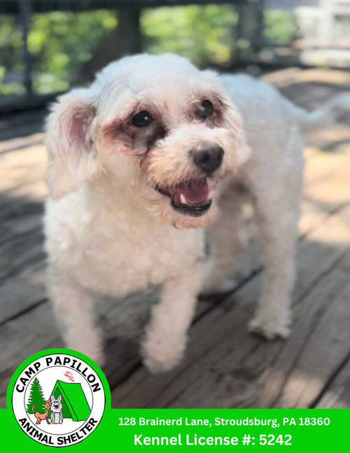 picture of the dog needing adoption
