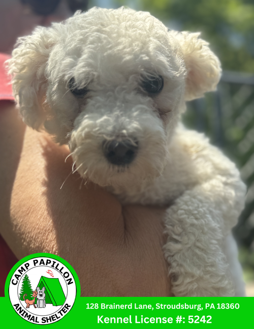 picture of the dog needing adoption