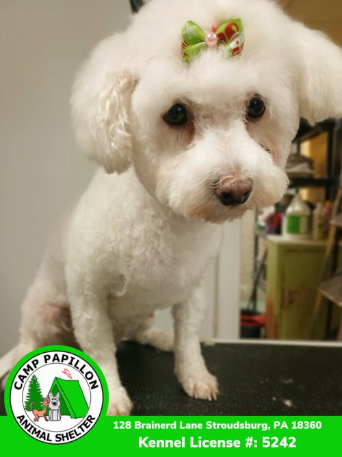 picture of the dog needing adoption