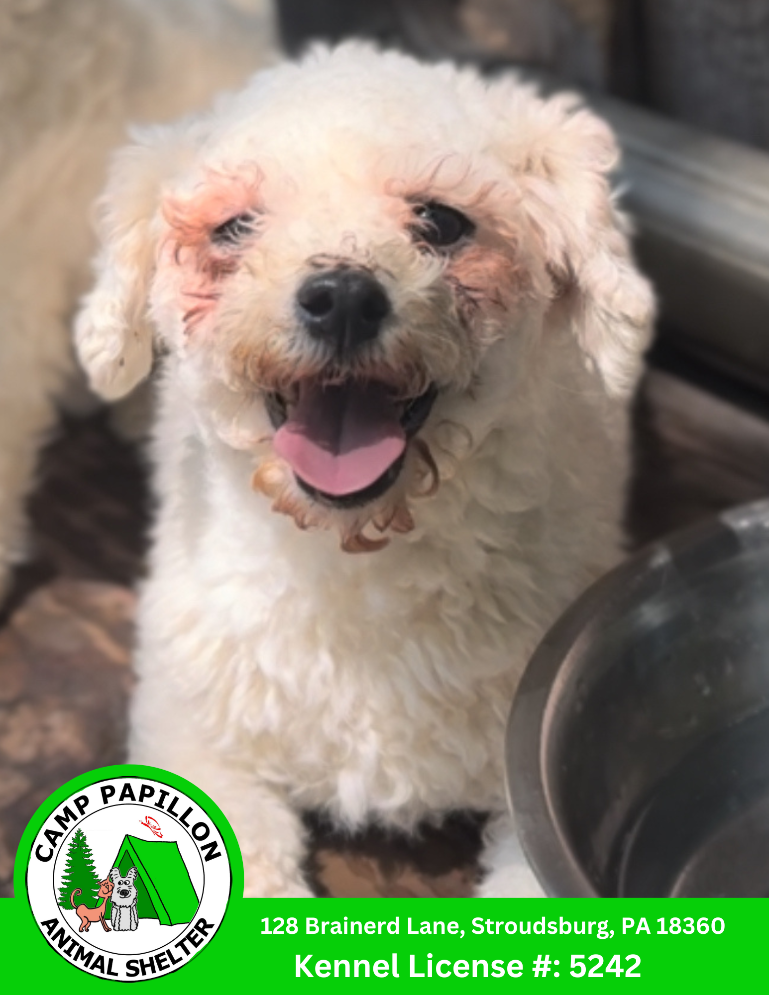 adoptable Dog in Stroudsburg, PA named Elanor