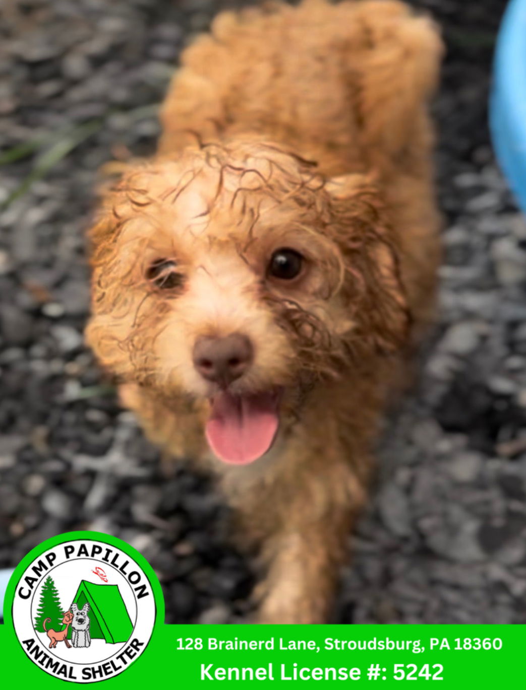 adoptable Dog in Stroudsburg, PA named Hawk girl