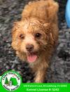 adoptable Dog in  named Hawk girl
