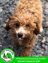 adoptable Dog in  named Supergirl