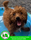adoptable Dog in  named Lex Luther