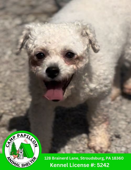picture of the dog needing adoption