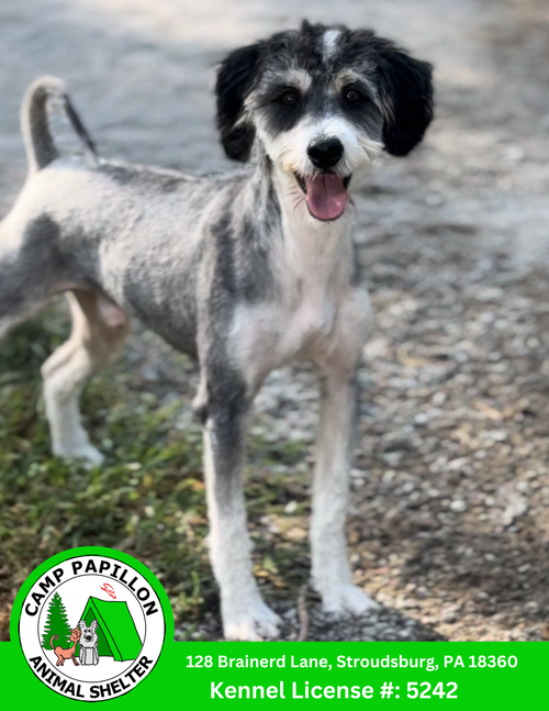 picture of the dog needing adoption