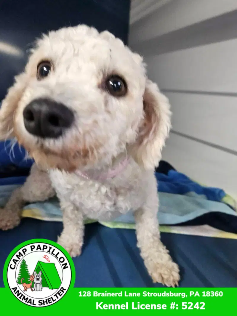 Florence - Bichon Frise