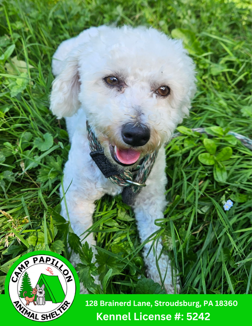 picture of the dog needing adoption
