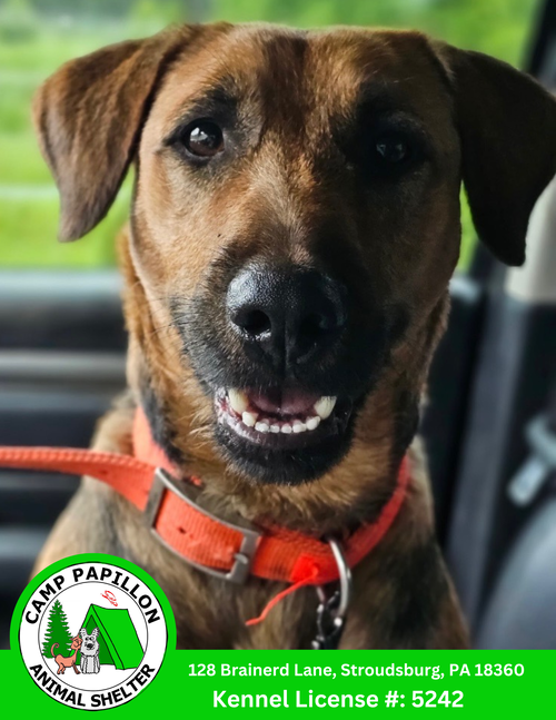 picture of the dog needing adoption