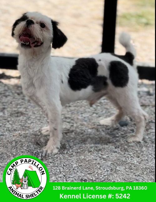 picture of the dog needing adoption