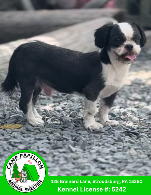 picture of the dog needing adoption