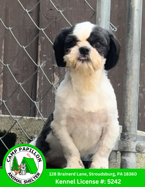 picture of the dog needing adoption