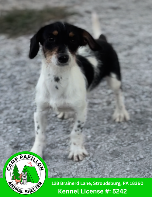 picture of the dog needing adoption