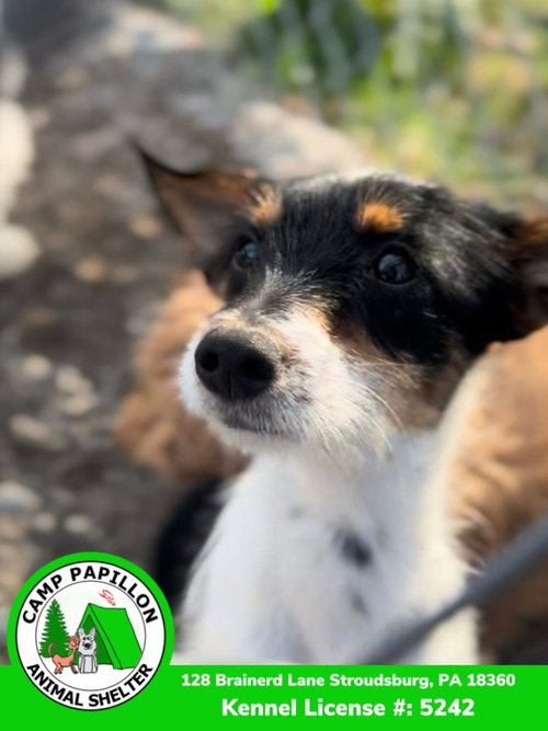 picture of the dog needing adoption