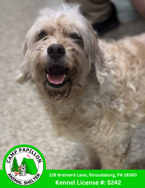 picture of the dog needing adoption